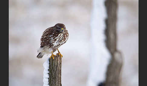 Mäusebussard (Buteo buteo)