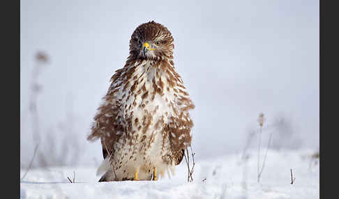 Mäusebussard (Buteo buteo)