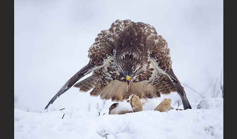 Mäusebussard (Buteo buteo)