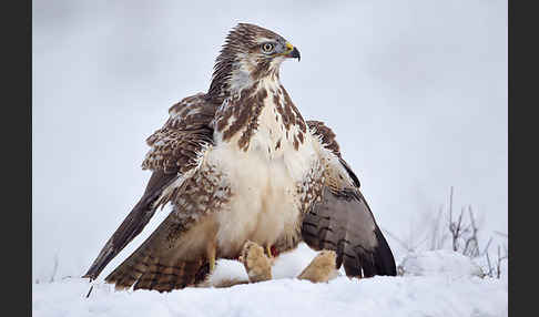 Mäusebussard (Buteo buteo)