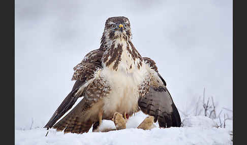 Mäusebussard (Buteo buteo)