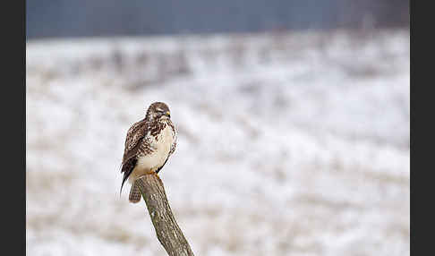 Mäusebussard (Buteo buteo)