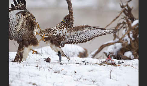 Mäusebussard (Buteo buteo)