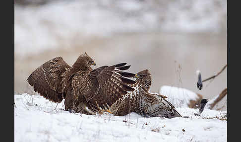 Mäusebussard (Buteo buteo)