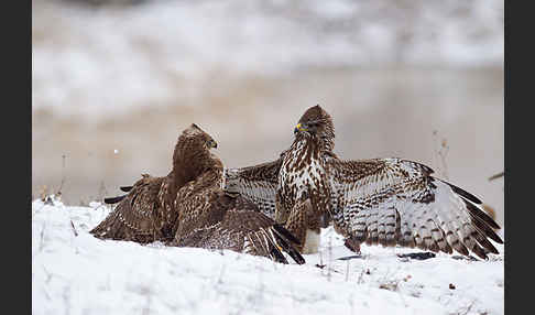 Mäusebussard (Buteo buteo)