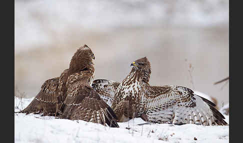 Mäusebussard (Buteo buteo)