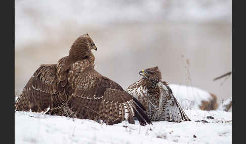 Mäusebussard (Buteo buteo)