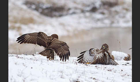 Mäusebussard (Buteo buteo)