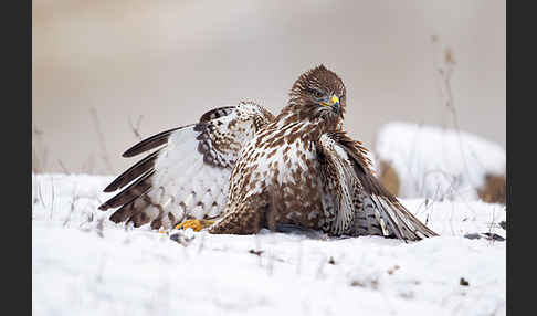 Mäusebussard (Buteo buteo)