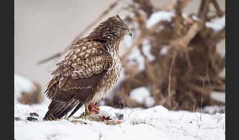 Mäusebussard (Buteo buteo)