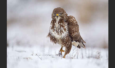 Mäusebussard (Buteo buteo)