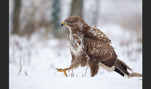 Mäusebussard (Buteo buteo)