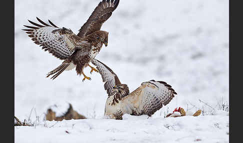 Mäusebussard (Buteo buteo)