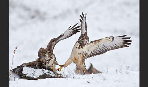 Mäusebussard (Buteo buteo)