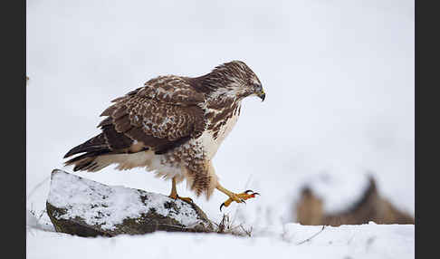 Mäusebussard (Buteo buteo)