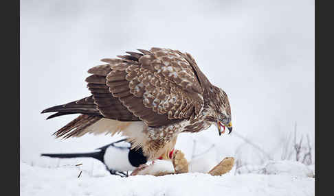 Mäusebussard (Buteo buteo)