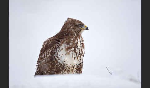 Mäusebussard (Buteo buteo)