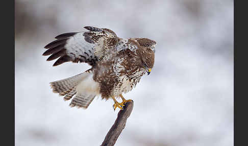 Mäusebussard (Buteo buteo)