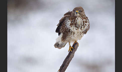 Mäusebussard (Buteo buteo)