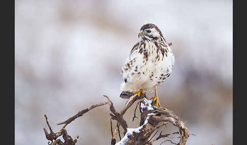 Mäusebussard (Buteo buteo)