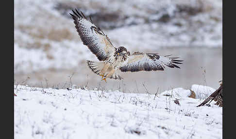 Mäusebussard (Buteo buteo)