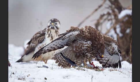 Mäusebussard (Buteo buteo)