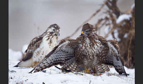 Mäusebussard (Buteo buteo)