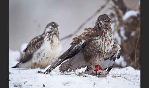 Mäusebussard (Buteo buteo)