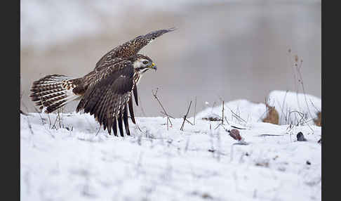 Mäusebussard (Buteo buteo)