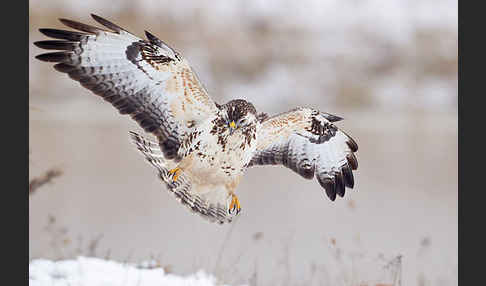 Mäusebussard (Buteo buteo)