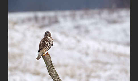 Mäusebussard (Buteo buteo)