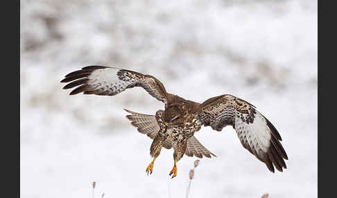 Mäusebussard (Buteo buteo)