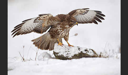 Mäusebussard (Buteo buteo)