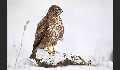 Mäusebussard (Buteo buteo)