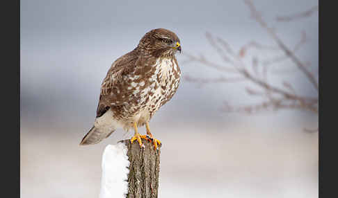 Mäusebussard (Buteo buteo)