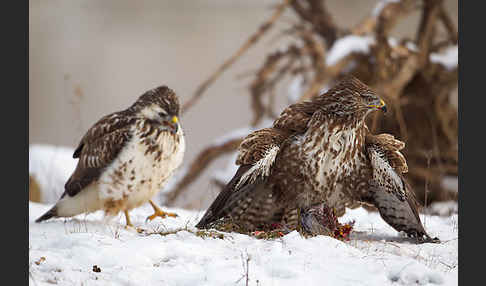 Mäusebussard (Buteo buteo)