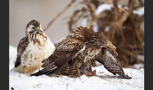 Mäusebussard (Buteo buteo)