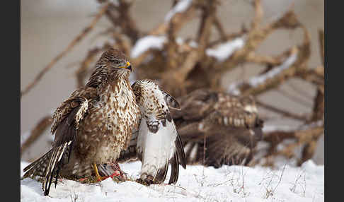 Mäusebussard (Buteo buteo)