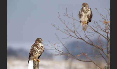 Mäusebussard (Buteo buteo)