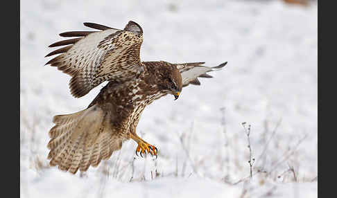 Mäusebussard (Buteo buteo)