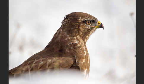 Mäusebussard (Buteo buteo)