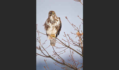 Mäusebussard (Buteo buteo)