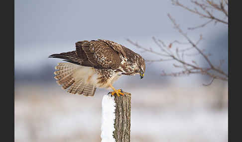 Mäusebussard (Buteo buteo)