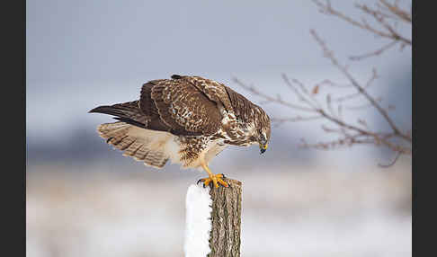 Mäusebussard (Buteo buteo)