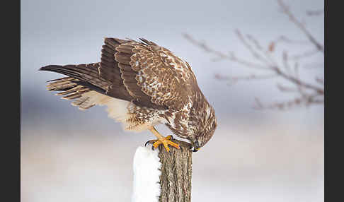 Mäusebussard (Buteo buteo)