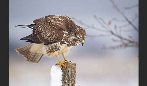 Mäusebussard (Buteo buteo)