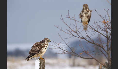 Mäusebussard (Buteo buteo)