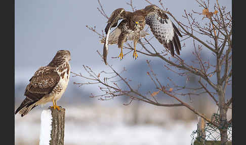 Mäusebussard (Buteo buteo)