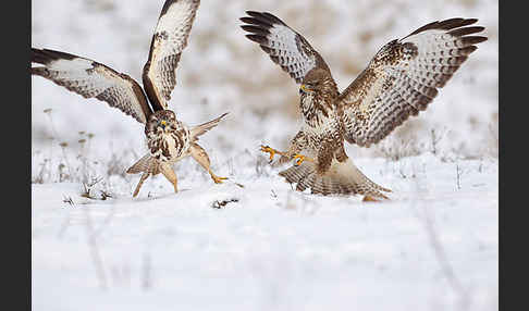 Mäusebussard (Buteo buteo)