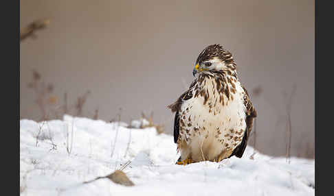 Mäusebussard (Buteo buteo)